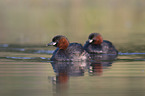 swimming Dabchicks