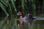swimming Dabchicks