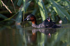 swimming Dabchicks