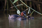 swimming Dabchicks