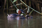 swimming Dabchicks
