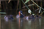 swimming Dabchicks