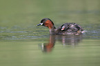 swimming Dabchicks