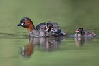 swimming Dabchicks