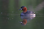 swimming Dabchick