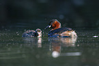 swimming Dabchicks