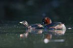 swimming Dabchicks