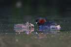 swimming Dabchicks