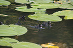 dabchick