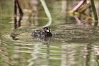 dabchick