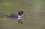 dabchick