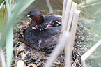 dabchick