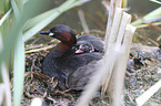 dabchick