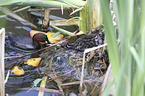 dabchick