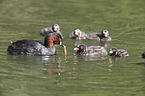 dabchick