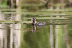 dabchick
