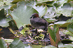 Little Grebe clutch
