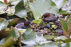 Little Grebe clutch