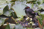 Little Grebe clutch