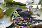 Little Grebe clutch