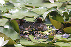 Little Grebe clutch