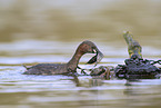 dabchick