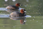 dabchick