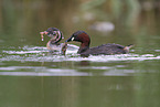 dabchick