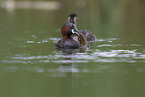 dabchick
