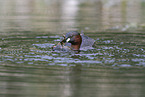 dabchick