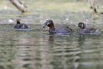 dabchick