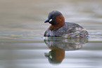 dabchick