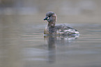 dabchick