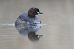 dabchick