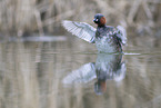 dabchick