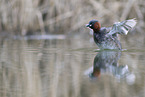 dabchick