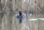 dabchick