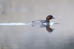 dabchick