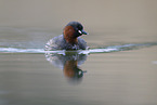 dabchick