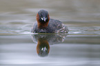 dabchick