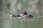 dabchick