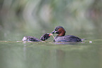 dabchick