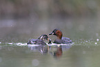 dabchick