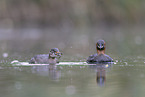 dabchick