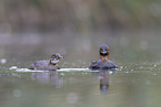 dabchick