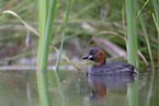 dabchick