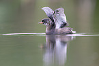 dabchick