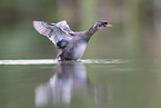 dabchick