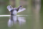 dabchick