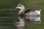 dabchick